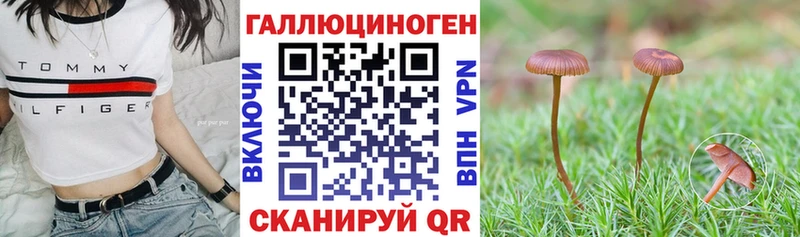 Галлюциногенные грибы Psilocybine cubensis  Обнинск 