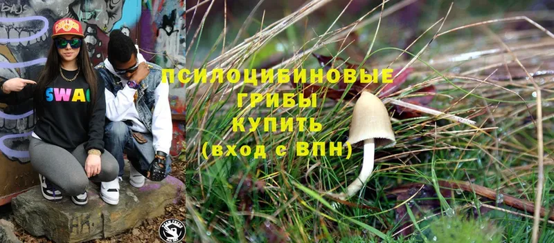 Псилоцибиновые грибы Psilocybe  закладка  площадка как зайти  Обнинск 